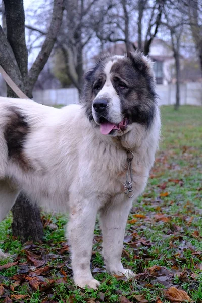 Grande Cão Guarda Alabai Kagal Central Asian Shepherd Dog Cão — Fotografia de Stock