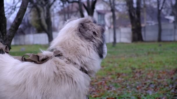 Grande Cão Guarda Alabai Kagal Central Asian Shepherd Dog Cão — Vídeo de Stock