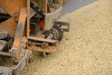 Buğday, hasattan sonra. Un ürünleri için tam tahıl. Otomatik yemek yükleme. Tarım makinelerinin modern tahıl yükleyicisi ve ayırıcısı, ekin öğütücüsüyle çalışan tarım makinesi