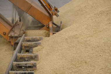 Buğday, hasattan sonra. Un ürünleri için tam tahıl. Otomatik yemek yükleme. Tarım makinelerinin modern tahıl yükleyicisi ve ayırıcısı, ekin öğütücüsüyle çalışan tarım makinesi