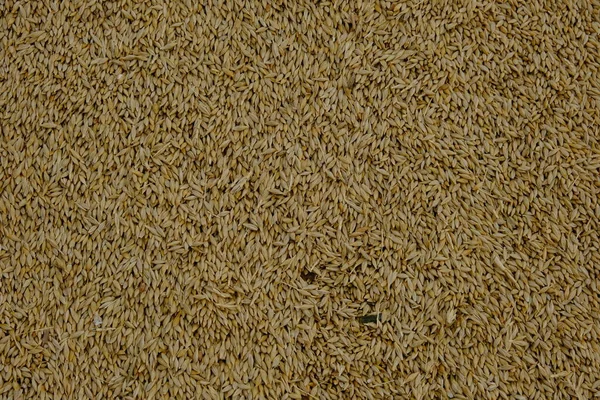小麦收获后 面粉制品的全麦 自动装载食物 农业机械用现代谷物装载机 分离机 农业机械用农作物研磨机工作 — 图库照片