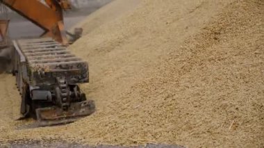 Buğday, hasattan sonra. Un ürünleri için tam tahıl. Otomatik yemek yükleme. Tarım makinelerinin modern tahıl yükleyicisi ve ayırıcısı, ekin öğütücüsüyle çalışan tarım makinesi