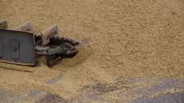 Buğday, hasattan sonra. Un ürünleri için tam tahıl. Otomatik yemek yükleme. Tarım makinelerinin modern tahıl yükleyicisi ve ayırıcısı, ekin öğütücüsüyle çalışan tarım makinesi