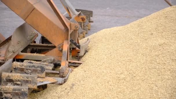 Wheat Harvest Whole Grain Flour Products Automatic Food Loading Modern — Stock Video