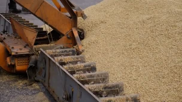 Buğday Hasattan Sonra Ürünleri Için Tam Tahıl Otomatik Yemek Yükleme — Stok video