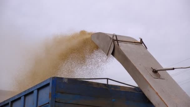 Пшениця Після Збору Врожаю Ціле Зерно Борошняних Виробів Автоматичне Завантаження — стокове відео