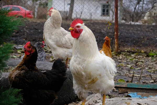 村里的一个农场养着灰色和棕色的母鸡 它们吃东西下蛋概念 家禽养殖 用于肉类和鸡蛋的农业养殖鸡 有机产品 — 图库照片
