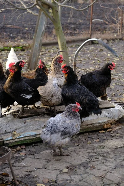 Szare Brązowe Kury Wychowane Farmie Wsi Jedzą Składają Jaja Koncepcja — Zdjęcie stockowe