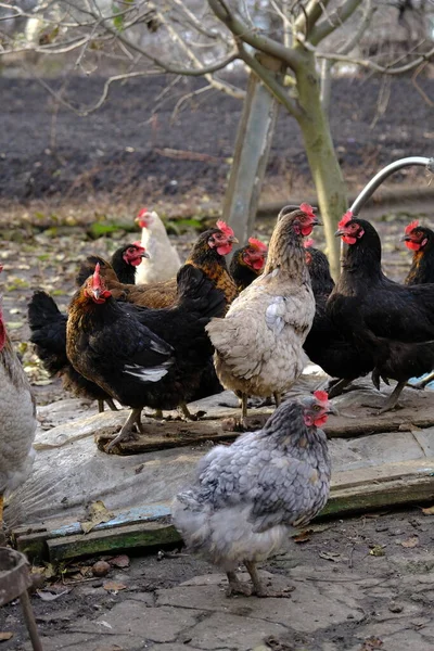 갈색의 암탉은 마을의 농장에서 자랐다 그들은 낳는다 고기와 달걀을 기르는 — 스톡 사진