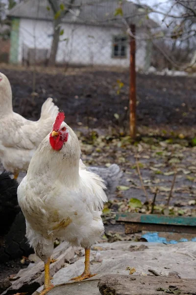 村里的一个农场养着灰色和棕色的母鸡 它们吃东西下蛋概念 家禽养殖 用于肉类和鸡蛋的农业养殖鸡 有机产品 — 图库照片