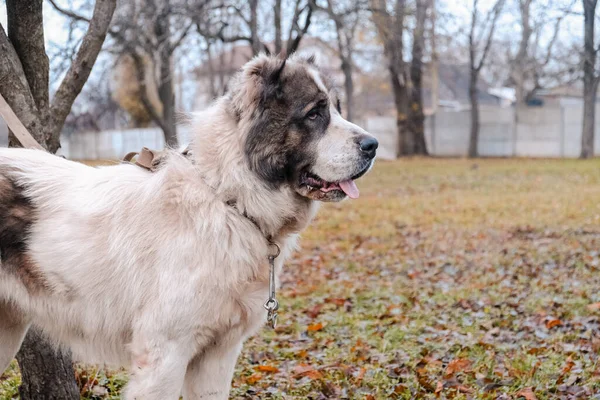 Jovem Com Cão Grande Sem Focinho Para Passeio Floresta Outono — Fotografia de Stock