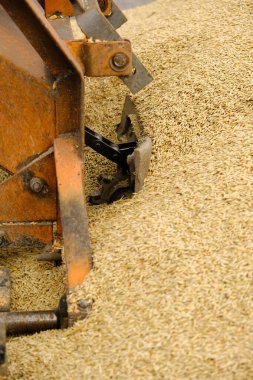Buğday, hasattan sonra. Un ürünleri için tam tahıl. Otomatik yemek yükleme. Tarım makinelerinin modern tahıl yükleyicisi ve ayırıcısı, ekin öğütücüsüyle çalışan tarım makinesi