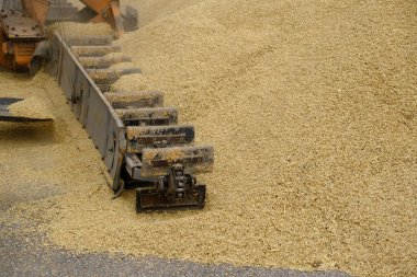 Buğday, hasattan sonra. Un ürünleri için tam tahıl. Otomatik yemek yükleme. Tarım makinelerinin modern tahıl yükleyicisi ve ayırıcısı, ekin öğütücüsüyle çalışan tarım makinesi
