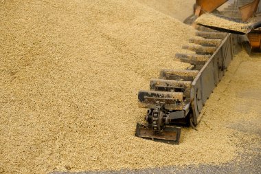 Buğday, hasattan sonra. Un ürünleri için tam tahıl. Otomatik yemek yükleme. Tarım makinelerinin modern tahıl yükleyicisi ve ayırıcısı, ekin öğütücüsüyle çalışan tarım makinesi