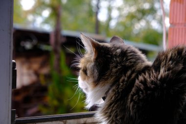 Yumuşak kedi yavrusu pencereden dışarı bakıyor. Evcil kedi yürüyüşe çıkmak istiyor..