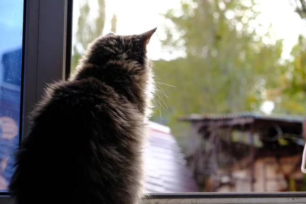 ふわふわの子猫が窓の外を見ている 国内の猫は散歩に行きたい — ストック写真