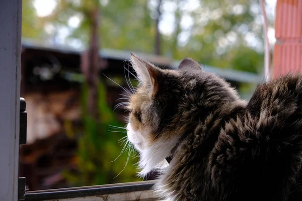 Flauschiges Kätzchen Schaut Aus Dem Offenen Fenster Die Hauskatze Spazieren — Stockfoto
