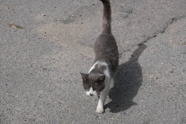 A lonely gray street cat walks along the road on a sunny day. The animal walks on the street without people