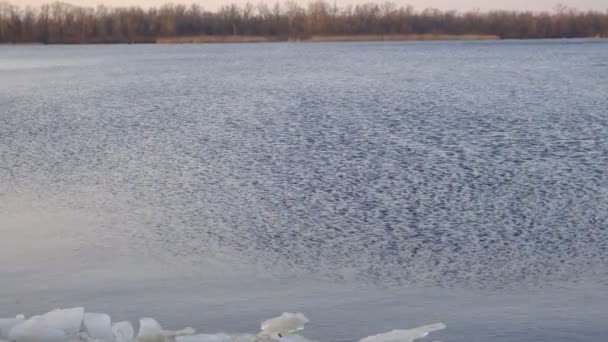 川沿いの氷の塊です 流れや風の影響下で川や湖に氷の流れの氷のドリフト 堤防と川の氷の縁との間の融解水の蓄積 — ストック動画