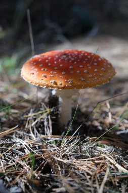 Dangerous poisonous forest mushrooms with a red cap. Departure from food