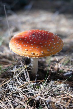 Dangerous poisonous forest mushrooms with a red cap. Departure from food