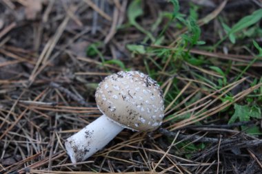 Dangerous poisonous forest mushrooms with a white cap and a thin stem. Departure from food mushroom pickers