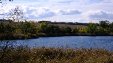 Lake with floating swans in the operational field. Rural landscape, high reeds along the water