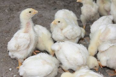 Little chicks chicks from a poultry farm. Domestic birds drink water and walk around the farm. Raising animals for food.