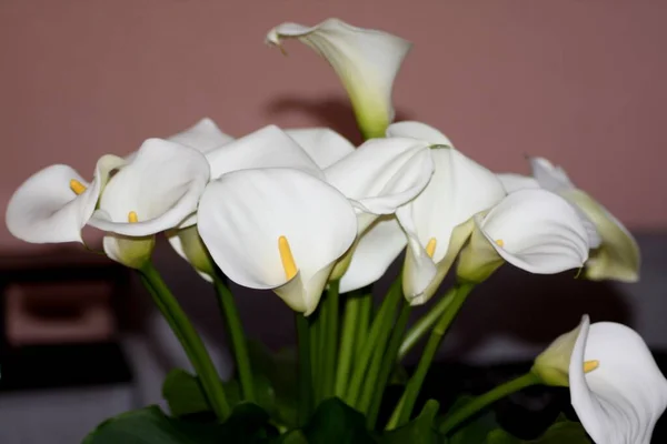 Exotic white calla flowers, bouquet of unusual Zantedeschia flowers