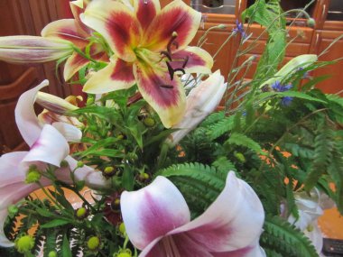 Lily flower close up. Plant with pollen causing allergies. fragrant bud