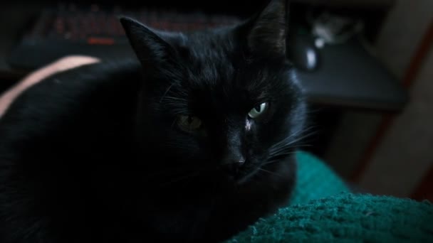 Schwarze Katze Einem Dunklen Raum Haustier Drinnen Katze Leider Glaube — Stockvideo
