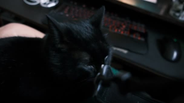 Gato Negro Una Habitación Oscura Mascotas Adentro Gato Desafortunadamente Creencia — Vídeo de stock