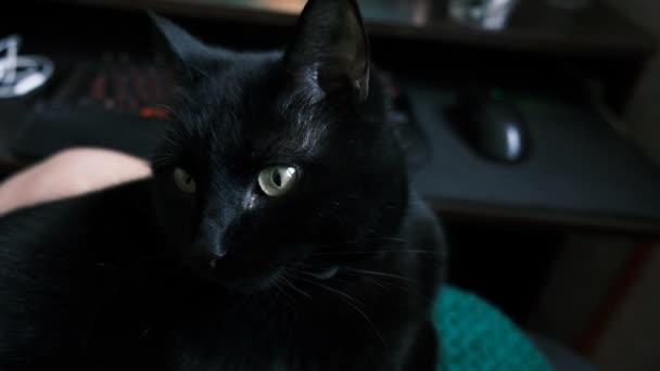 Gato Negro Una Habitación Oscura Mascotas Adentro Gato Desafortunadamente Creencia — Vídeos de Stock