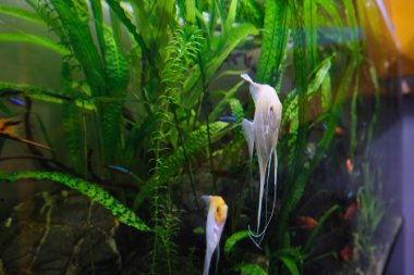 Yeni başlayanlar ve deneyimli, barışçıl ve yırtıcı hayvanlar için akvaryum balığı. Farklı türlerden balıklar yeşilliklerle çevrili bir akvaryumda yüzerler. Rahatlatıcı doğa 