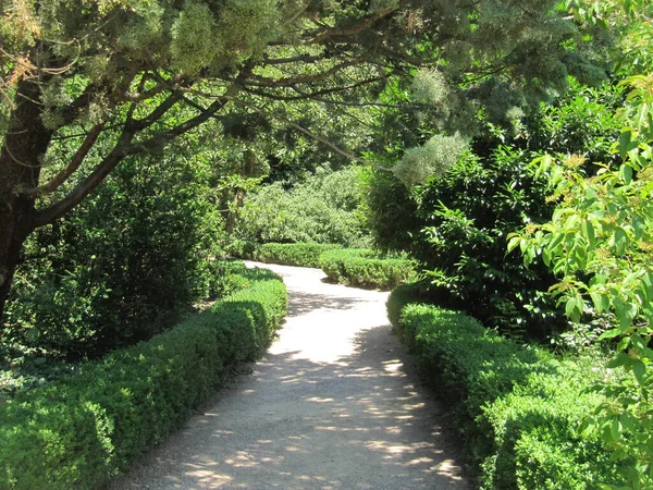 Path in the garden among greenery and trees. Path for running and walking. Recreation in nature in silence
