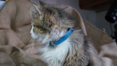 Kocaman mavi gözleri olan tüylü kedi yavrusu. Hayvan kameraya bakar, cadde boyunca koşar. Kedi avlanır ve fareye bakar. Yakalı güzel bakımlı bir evcil hayvan.