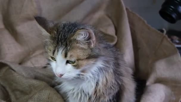 커다랗고 고양이 카메라를 달립니다 고양이는 사냥을 봅니다 칼라가 아름다운 용모를 — 비디오