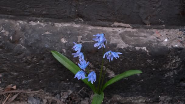 Första Vårblommorna Blå Primrosor Blomning Sjã Plantor Saftiga Groddar Lugn — Stockvideo