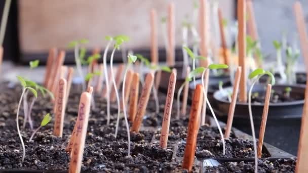Вирощують Насіння Зелені Помідори Садових Саджанців Раннє Посіву Вирощування Овочів — стокове відео