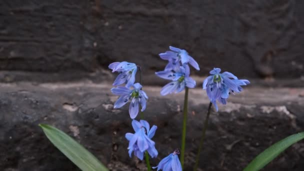 Las Primeras Flores Primavera Son Azules Las Prímulas Floración Las — Vídeos de Stock