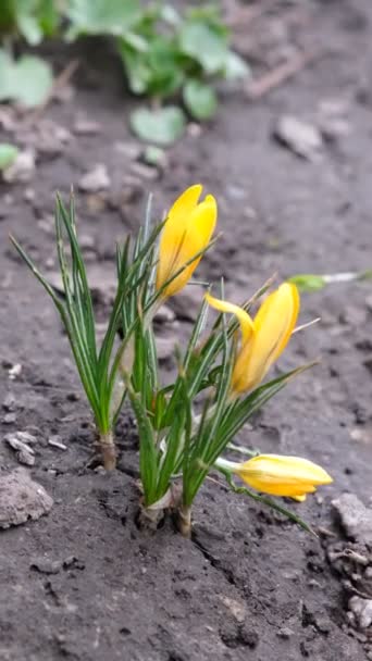 春天的第一束花是黄色的 樱草花 自种植物的开花 多汁的芽 平静的视频 — 图库视频影像