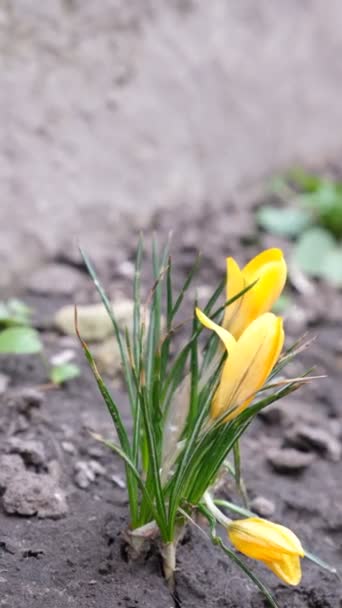 春天的第一束花是黄色的 樱草花 自种植物的开花 多汁的芽 平静的视频 — 图库视频影像