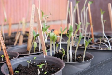 Bahçe fideleri için yeşillik ve domates tohumu. Sebze ve yiyecek yetiştirmek için erkenden ekmek. Kırsalda bahar ekimi