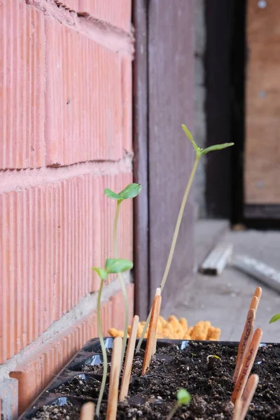 Groddar Grönt Och Tomat För Trädgårdsplantor Tidig Sådd För Odling — Stockfoto