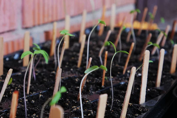 Groddar Grönt Och Tomat För Trädgårdsplantor Tidig Sådd För Odling — Stockfoto