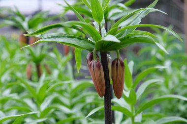 Lily tomurcukları olgunlaşıyor. Bir portakal çiçeği baharda çiçek açmaya hazırlanıyor. Bahçedeki ilk çiçekler, Lilium Martagon yetiştiriyor. Yaprakların koyu yeşil arka planında çiçek tomurcuğu