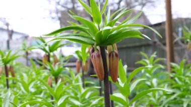 Lily tomurcukları olgunlaşıyor. Bir portakal çiçeği baharda çiçek açmaya hazırlanıyor. Bahçedeki ilk çiçekler, Lilium Martagon yetiştiriyor. Yaprakların koyu yeşil arka planında çiçek tomurcukları