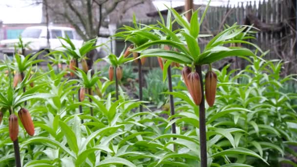 Lily Buds Ripening Orange Flower Preparing Bloom Spring First Flowers — Stock Video