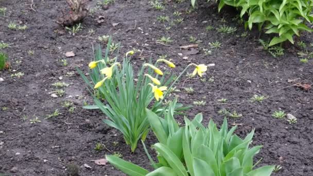 春天的第一束花是黄色的 樱草花 自种植物的开花 多汁芽 — 图库视频影像
