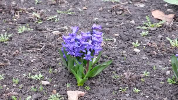 Перші Весняні Квіти Блакитні Примули Цвітіння Рослин Самосівають Соковиті Паростки — стокове відео